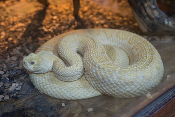 Albino Western diamondback rattlesnake ,Crotalus atrox