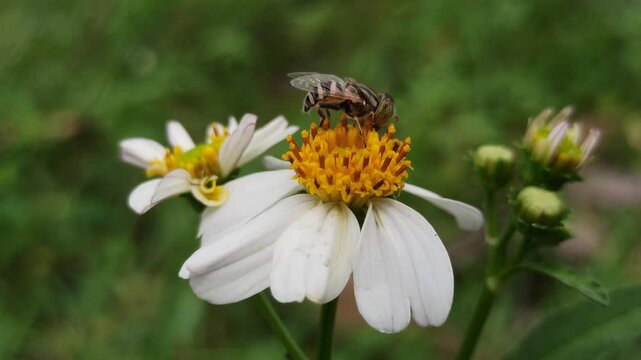 flies with beautiful colors that suck flower nectar