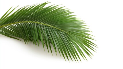 Obraz premium Palm leaves isolated on white background. 