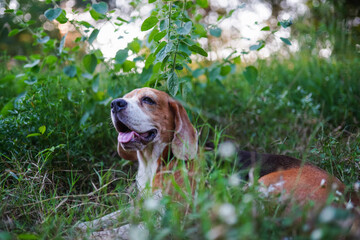 A cute  beagle dog lying on the green grass in the meadow.
