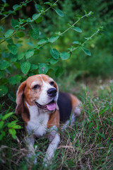A cute  beagle dog lying on the green grass in the meadow.