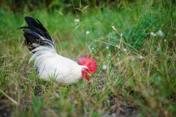 A male Thai white-black tail bantam chickens in the grass field.