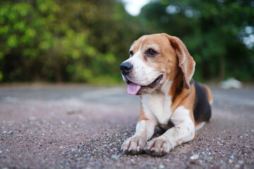 Portrait of a cute tri-color beagle dog lying on the cement floor.