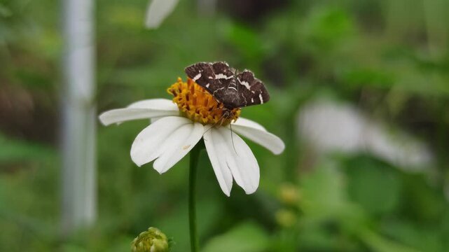 Spoladea recurvalis on flower