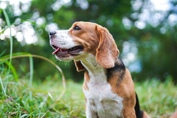 Portrait of a cute tri-color beagle dog sitting on the grass field.