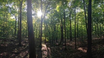 A panoramic view of an ancient forest with sunlight shining through tall trees, creating dappled light and shadow on green leaves and brown bark. Perfect for nature themes.