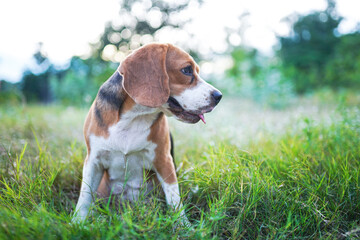 Portrait of a cute tri-color beagle dog sitting on the grass field.