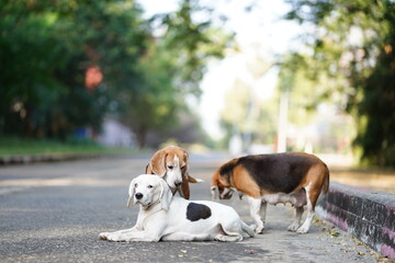 Tree beagle dogs are on the lonely road,a cute white one is lying and two tri-color one are standing