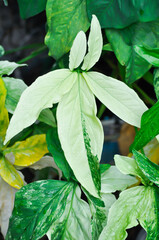 Syngonium podophyllum, Arrowhead Vine or Goosefoot Plant or Araceae and rain droplet