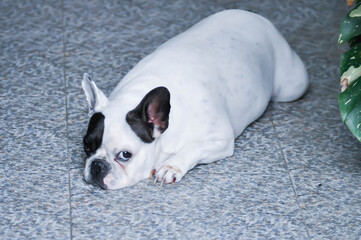 Fototapeta premium dog or French bulldog , sleepy French bulldog