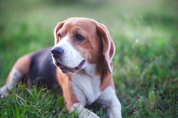 Portrait of a cute beagle dog lying on the green grass in the field.
