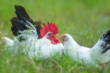 A pair of free-range Thai white-black tail bantam chickens in the grass field.