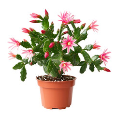 A potted Christmas Cactus in bloom, placed on a transparency background