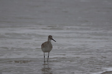 Ocean front with a sandbar and a fishing pier at Jacksonville Beach, Florida. 