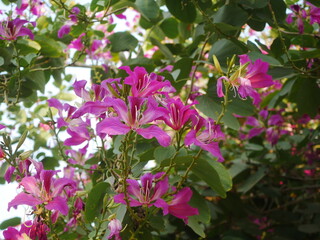 Naklejka premium Purple Bauhinia flowers blooming on the tree.