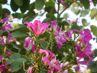 Purple Bauhinia flowers  blooming on the tree.