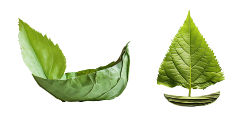 Leaf Boat and Sailboat