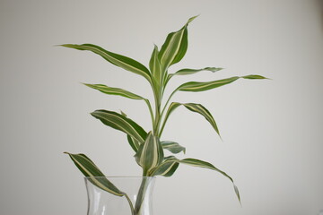 ドラセナ　サンデリアーナ