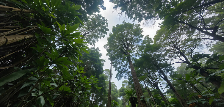 Jungle Canopy: A view from the jungle floor looking up at the dense canopy of trees.
