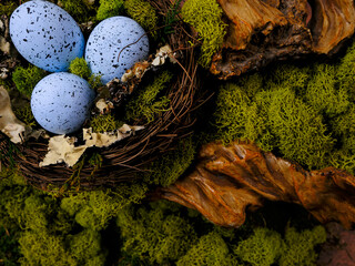 Background for Easter card. Closeup Robin bird blue eggs in Spring twig nest in a forest wood tree log with moss and lichen in nature setting. Greenery lichen and mushrooms inside the nest. 