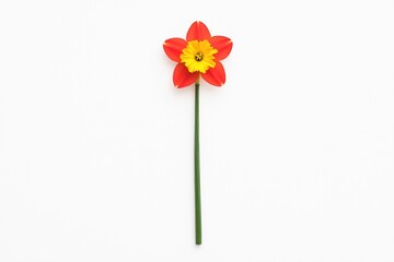 Vibrant red and yellow flower with a green stem against a clean white background, ideal for nature-themed projects