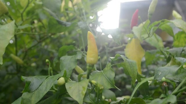 Close up video of green Chilli pepper or Cabai Rawit planted in the backyard of a house in Indonesia