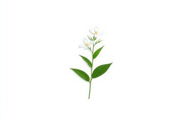 Obraz premium A delicate white flower with green leaves isolated on a white background, perfect for nature-themed designs