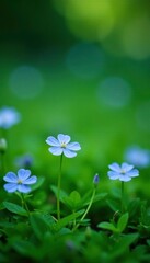 Delicate blue forget me nots in a lush green carpet, green background, garden, nature