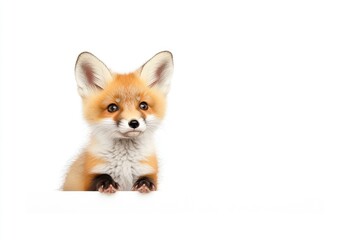 Obraz premium Adorable young fox peeking over a white surface, showcasing its vibrant fur and curious expression