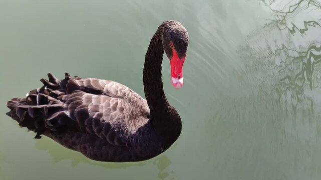 Aggressive swan on a lake on a sunny day.