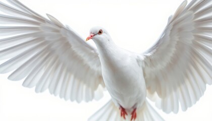 Obraz premium Graceful White Dove in Flight, Symbol of Peace