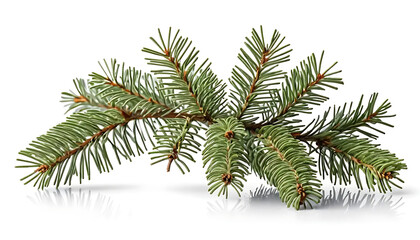 Fresh Evergreen Fir Branch Isolated on White Background