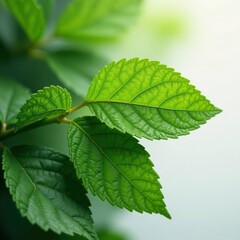 Fototapeta premium Delicate leaves with intricate veins in closeup, leaves, white
