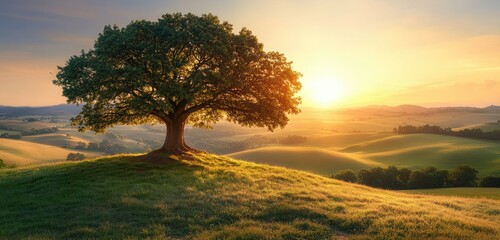 An oak tree stands proudly on a grassy hill, surrounded by undulating fields, soft sunlit meadows, and distant hills blending into the horizon under a warm sunset.