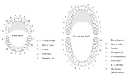 Black and white, A set explaining the dental arches of permanent and baby teeth, along with their respective names.