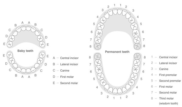 Black and white, A set explaining the dental arches of permanent and baby teeth, along with their respective names.