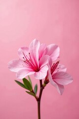 Obraz premium Delicate pink azalea petals unfolding on a soft pink background, pink flowers, small, delicate