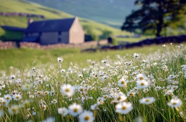 Serene Landscape with Wild Daisies in the Foreground and Quaint Stone House Surrounded by Rolling Green Hills Under a Bright Blue Sky