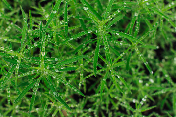 Green grass with rain drops. Juicy grass after summer rain.