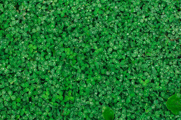 Fototapeta premium Green natural grass clover with rain drops.