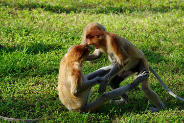 Two young proboscis monkeys playing fight on the grass. Ready to bite each other, like children in a school playground. Learning to socialize. At Labuk Bay, Sabah, Borneo, Malaysia in September 2018.