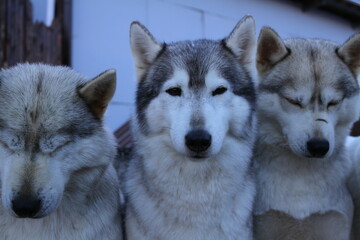 Team of Husky dogs sleeping in the cold winter day.