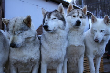 Team of Husky dogs sleeping in the cold winter day.