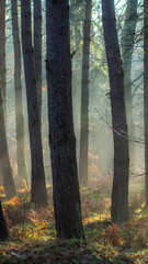 Promienie w leśnej mgle