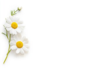Fototapeta premium Two delicate white daisies with bright yellow centers on a clean white background, ideal for nature-themed designs