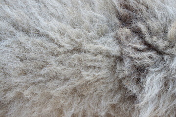 fleece fur pattern background. Wool texture background