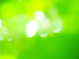 Obraz premium Green background blur abstract light pattern texture spring forest soft focus, plant day backdrop garden design for aroma spa herb, ecosystem environment change future.