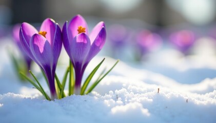 delicate purple crocus blooms on crisp white petals, winter flowers, spring blooms, nature