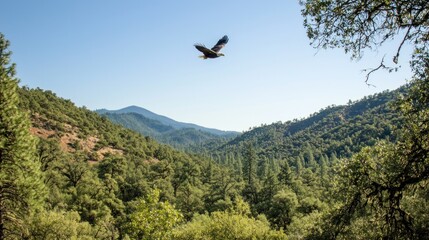 Soaring Bald Eagle