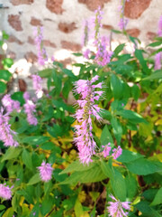 Close up of the stem of an Elsholtzia Stauntonii with flowers between pink and lavender, tubular in shape and very hairy with long pistils which give a fluffy appearance. In our garden in October 2022